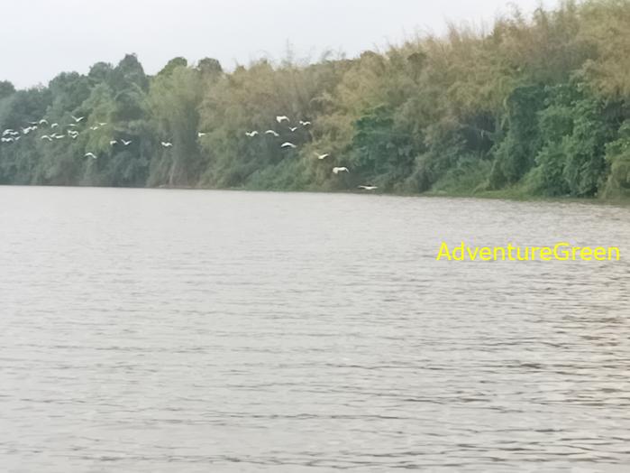 Birdwatching on the Dong Nai River in southern Vietnam