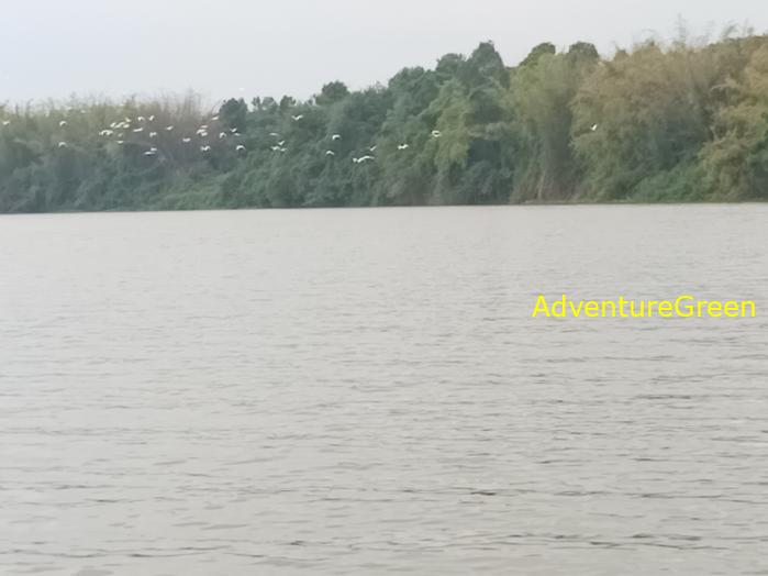 Birdwatching on the Dong Nai River in southern Vietnam