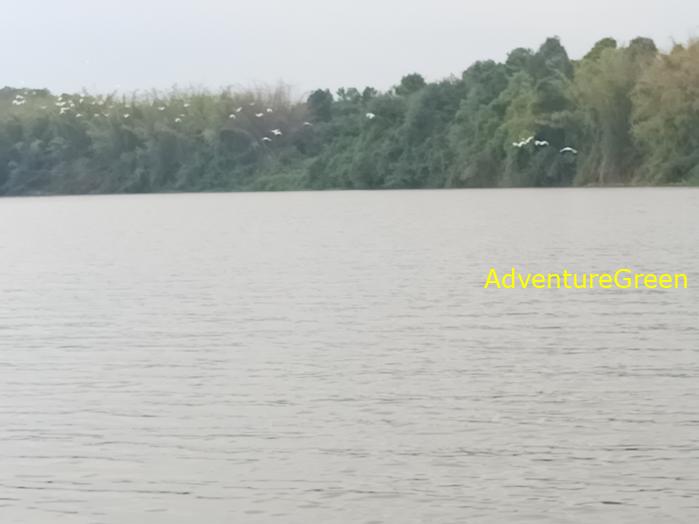 Birdwatching on the Dong Nai River in southern Vietnam