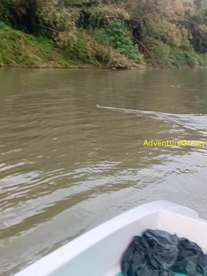 Birdwatching on the Dong Nai River in southern Vietnam