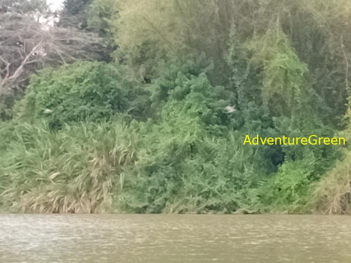 Birdwatching on the Dong Nai River in southern Vietnam