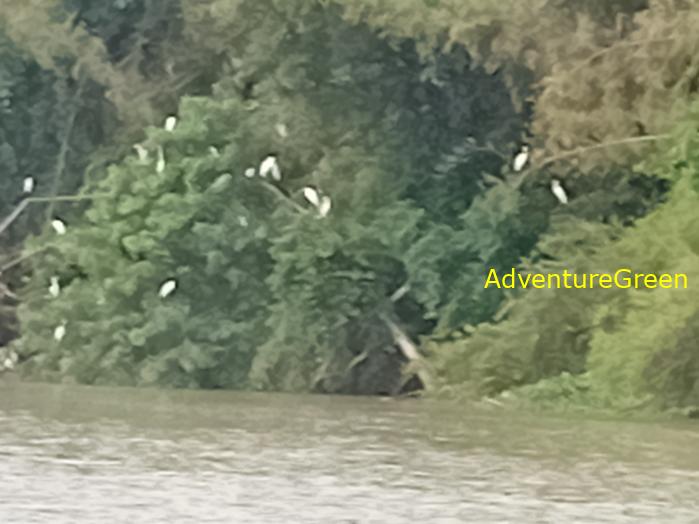 Birdwatching on the Dong Nai River in southern Vietnam