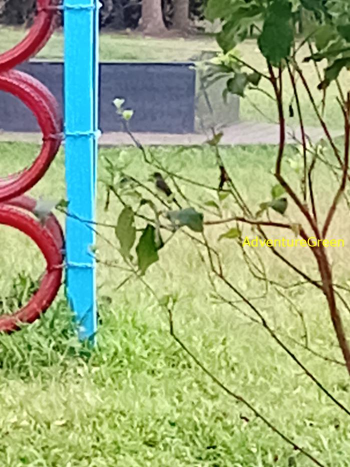Best bird watching tours in southern Vietnam