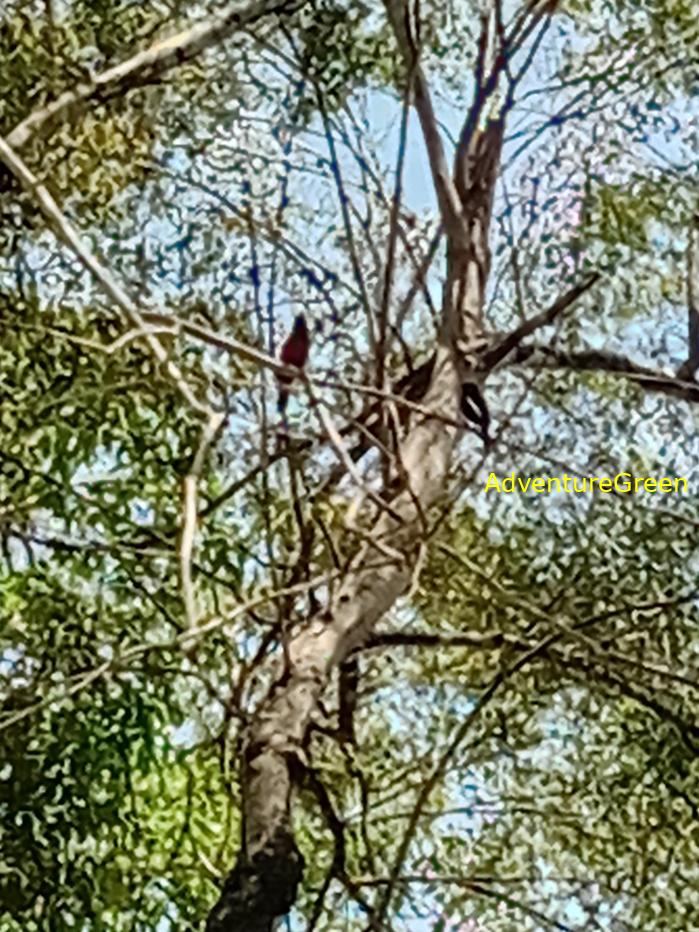 Best bird watching tours in southern Vietnam