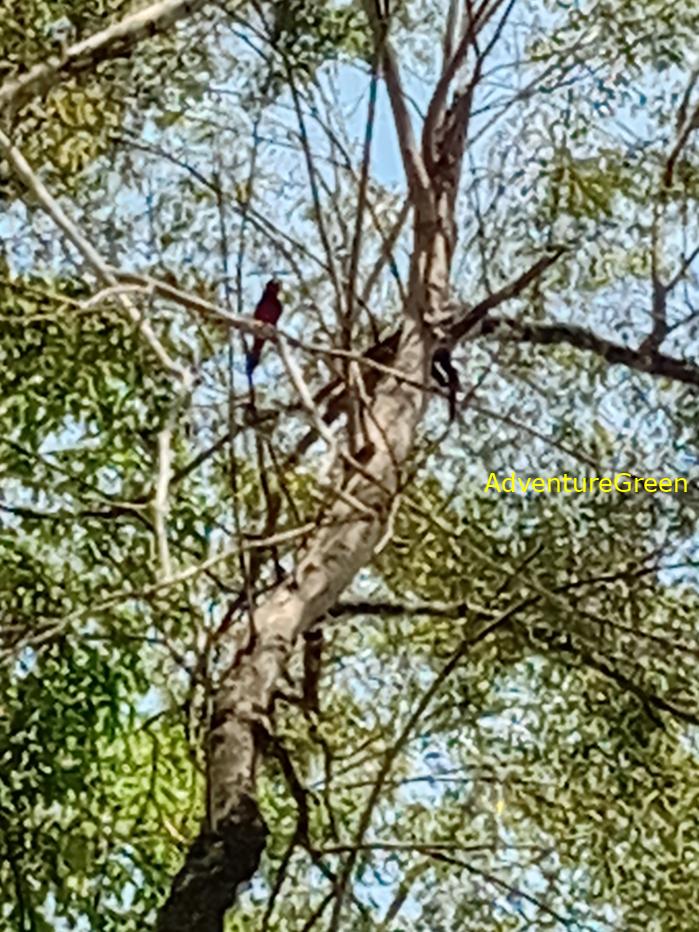 Best bird watching tours in southern Vietnam