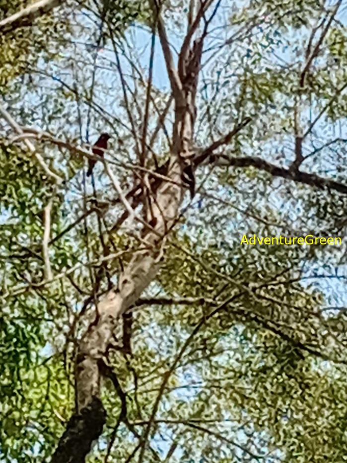 Best bird watching tours in southern Vietnam