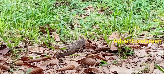 Wildlife Tour at Cat Tien National Park, Vietnam