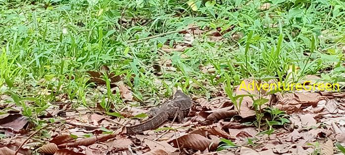 Wildlife Tour at Cat Tien National Park, Vietnam