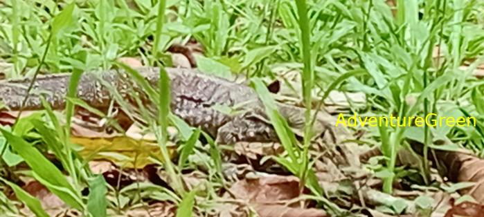 Wildlife Tour at Cat Tien National Park, Vietnam