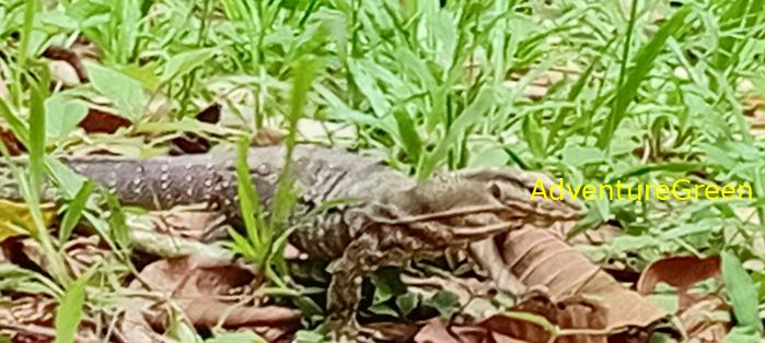 Wildlife Tour at Cat Tien National Park, Vietnam
