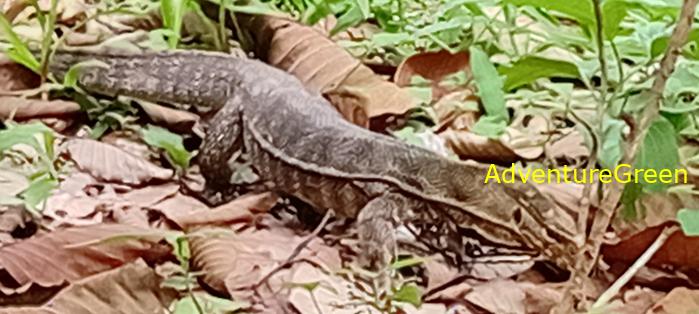 Wildlife Tour at Cat Tien National Park, Vietnam