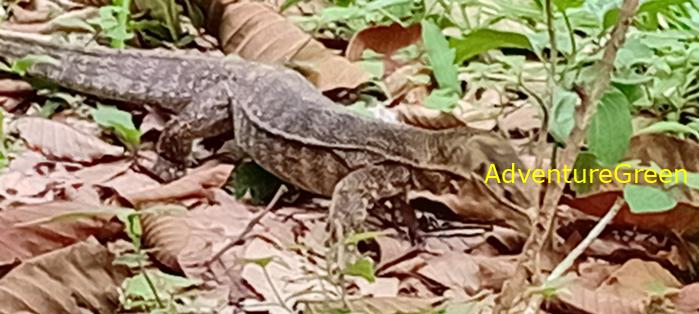 Wildlife Tour at Cat Tien National Park, Vietnam