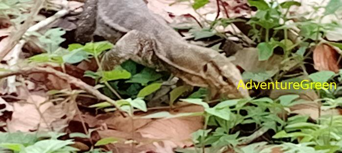 Wildlife Tour at Cat Tien National Park, Vietnam