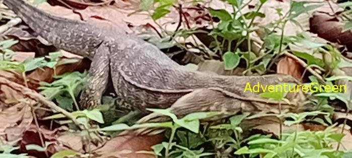 Wildlife Tour at Cat Tien National Park, Vietnam