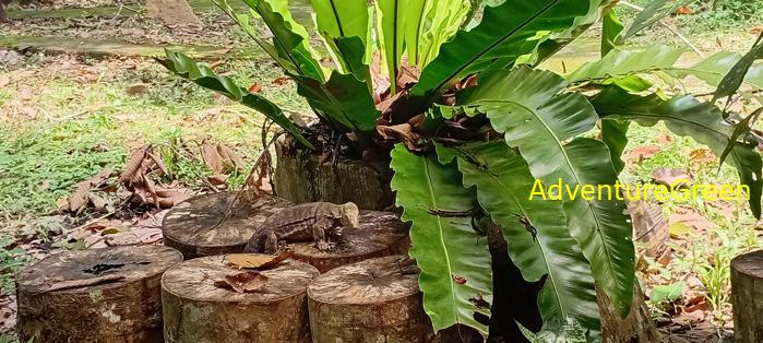 Wildlife Tour at Cat Tien National Park, Vietnam