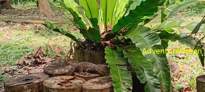 Wildlife Tour at Cat Tien National Park, Vietnam