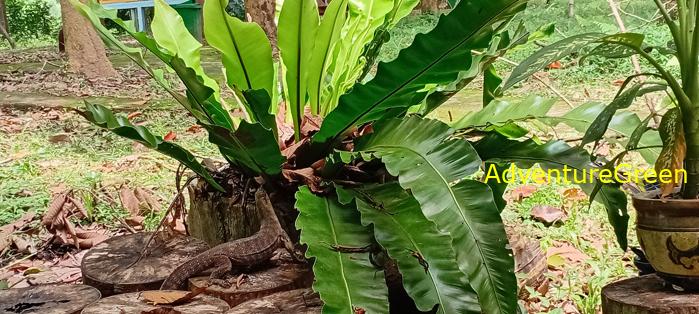 Wildlife Tour at Cat Tien National Park, Vietnam