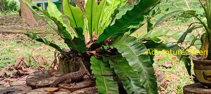 Wildlife Tour at Cat Tien National Park, Vietnam