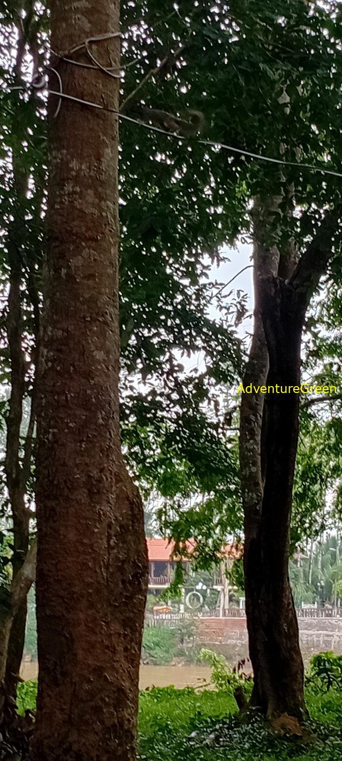 Wildlife Tour at Cat Tien National Park, Vietnam