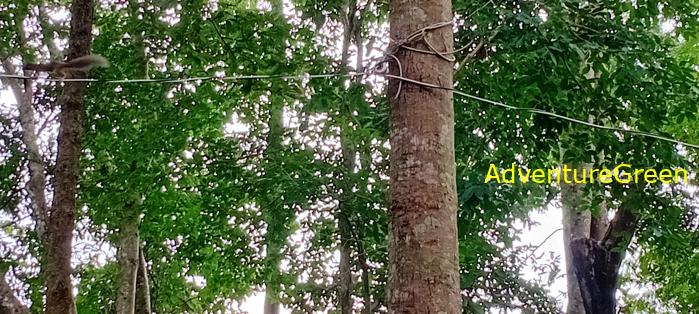 Wildlife Tour at Cat Tien National Park, Vietnam