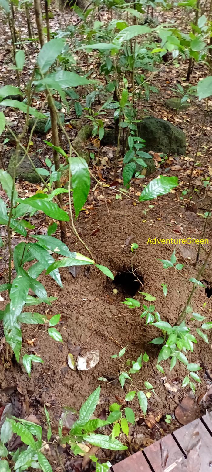 Wildlife Tour at Cat Tien National Park, Vietnam