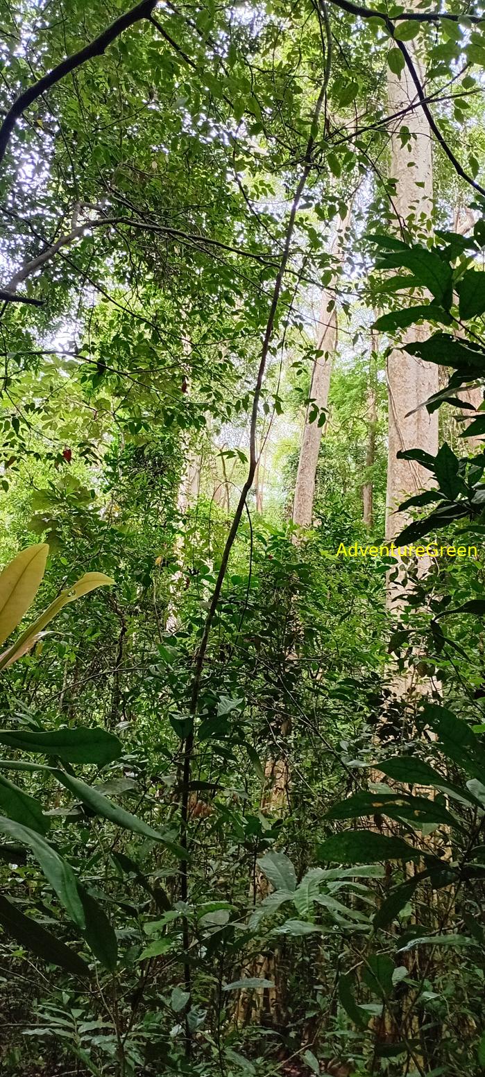 Wildlife Tour at Cat Tien National Park, Vietnam