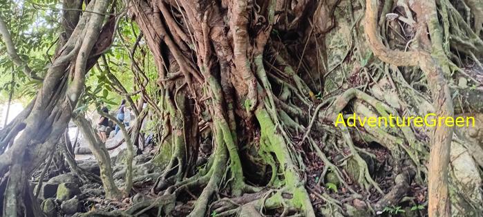 Wildlife Tour at Cat Tien National Park, Vietnam