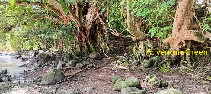 Wildlife Tour at Cat Tien National Park, Vietnam