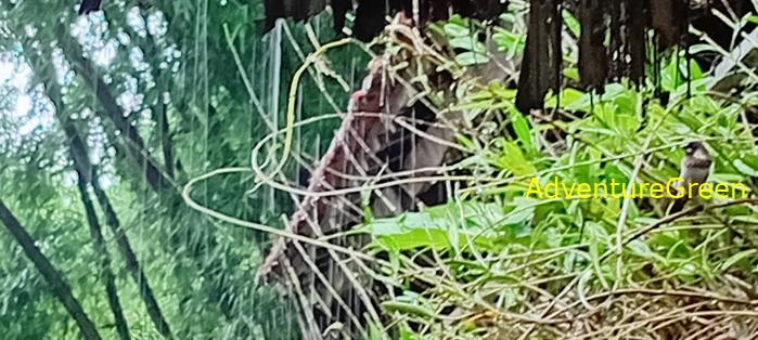 Wildlife Tour at Cat Tien National Park, Vietnam