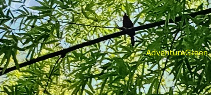 Wildlife Tour at Cat Tien National Park, Vietnam