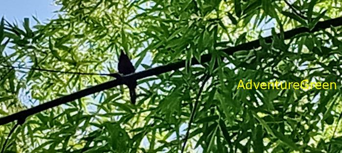 Wildlife Tour at Cat Tien National Park, Vietnam