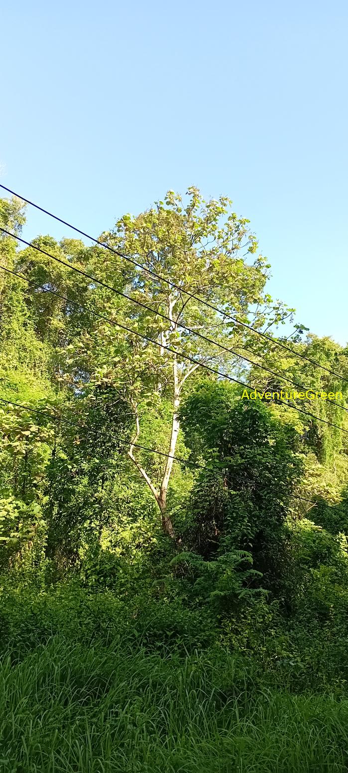 Wildlife Tour at Cat Tien National Park, Vietnam