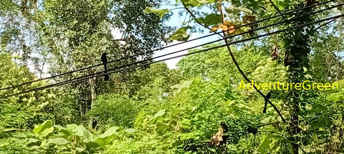 Wildlife Tour at Cat Tien National Park, Vietnam