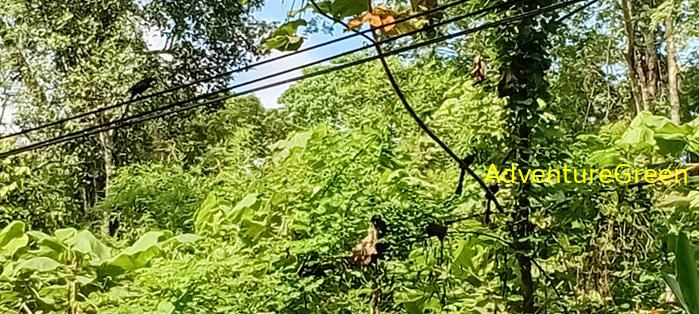Wildlife Tour at Cat Tien National Park, Vietnam