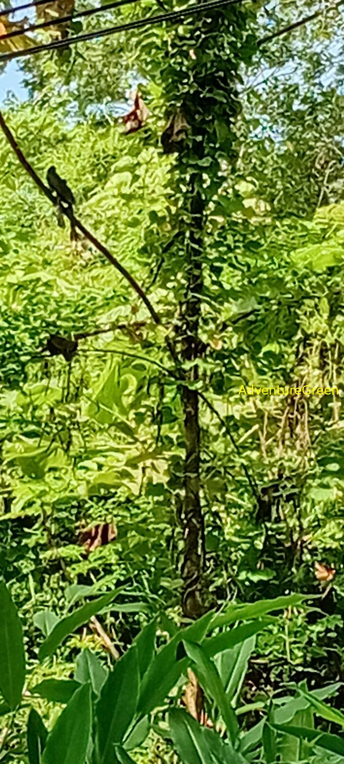 Wildlife Tour at Cat Tien National Park, Vietnam