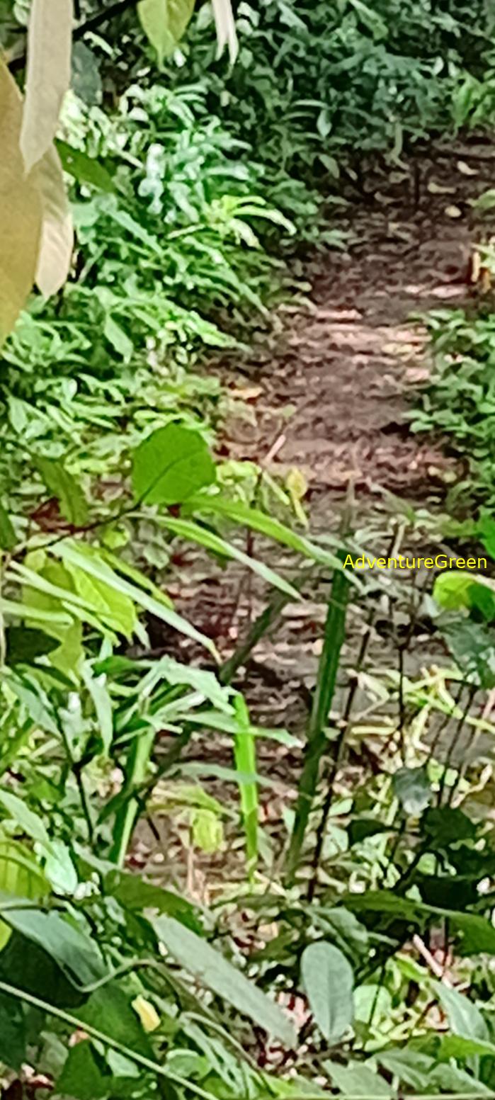 Wildlife Tour at Cat Tien National Park, Vietnam