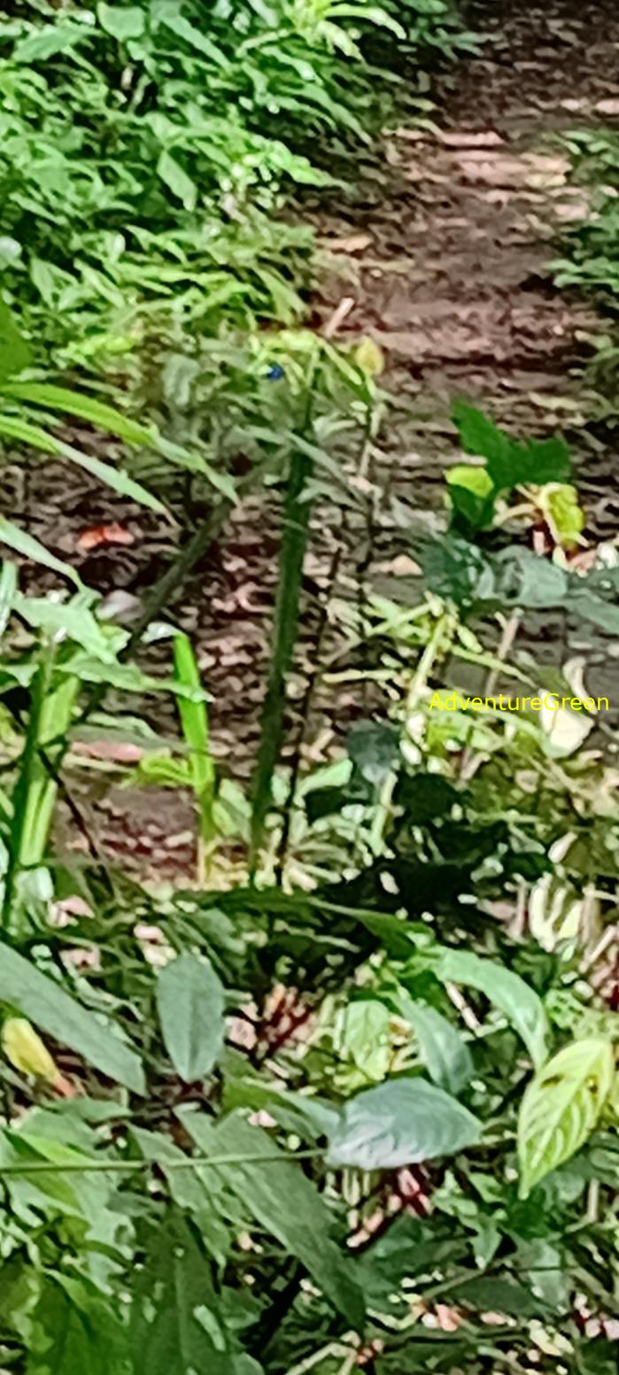 Wildlife Tour at Cat Tien National Park, Vietnam