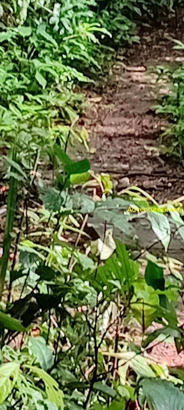 Wildlife Tour at Cat Tien National Park, Vietnam