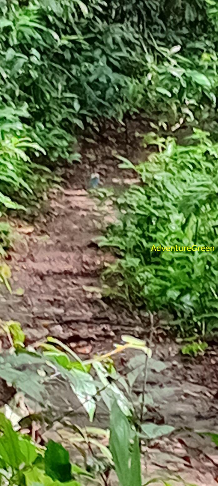 Wildlife Tour at Cat Tien National Park, Vietnam