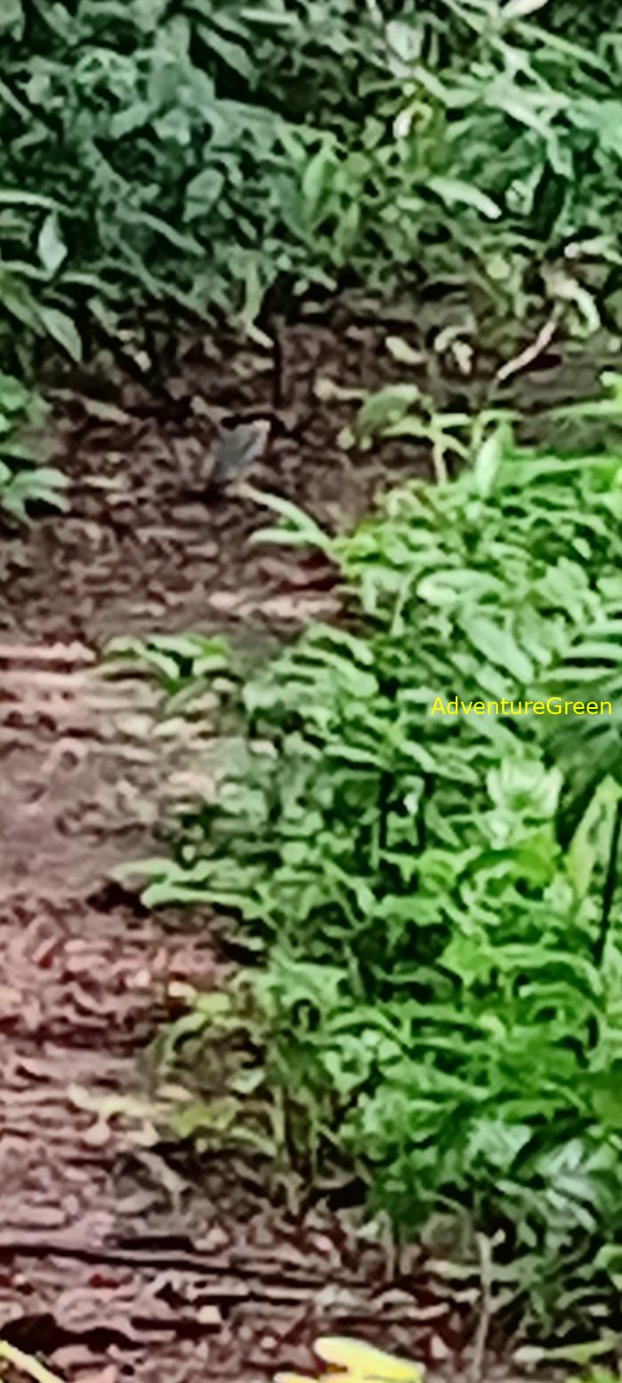 Wildlife Tour at Cat Tien National Park, Vietnam