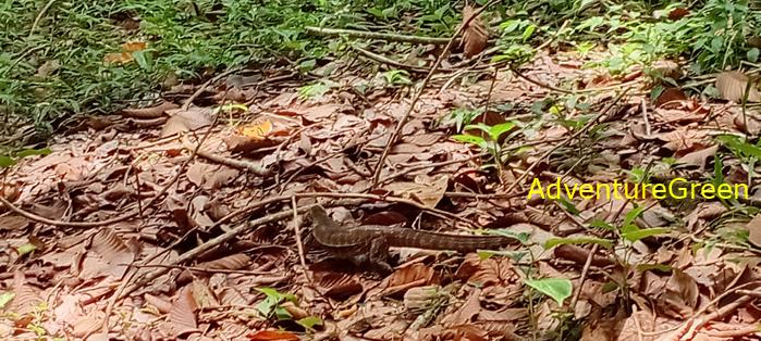 Wildlife Tour at Cat Tien National Park, Vietnam