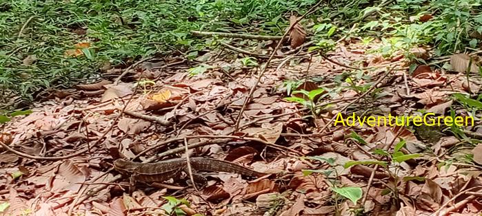Wildlife Tour at Cat Tien National Park, Vietnam