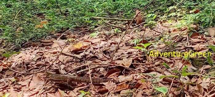 Wildlife Tour at Cat Tien National Park, Vietnam