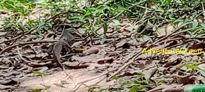 Wildlife Tour at Cat Tien National Park, Vietnam