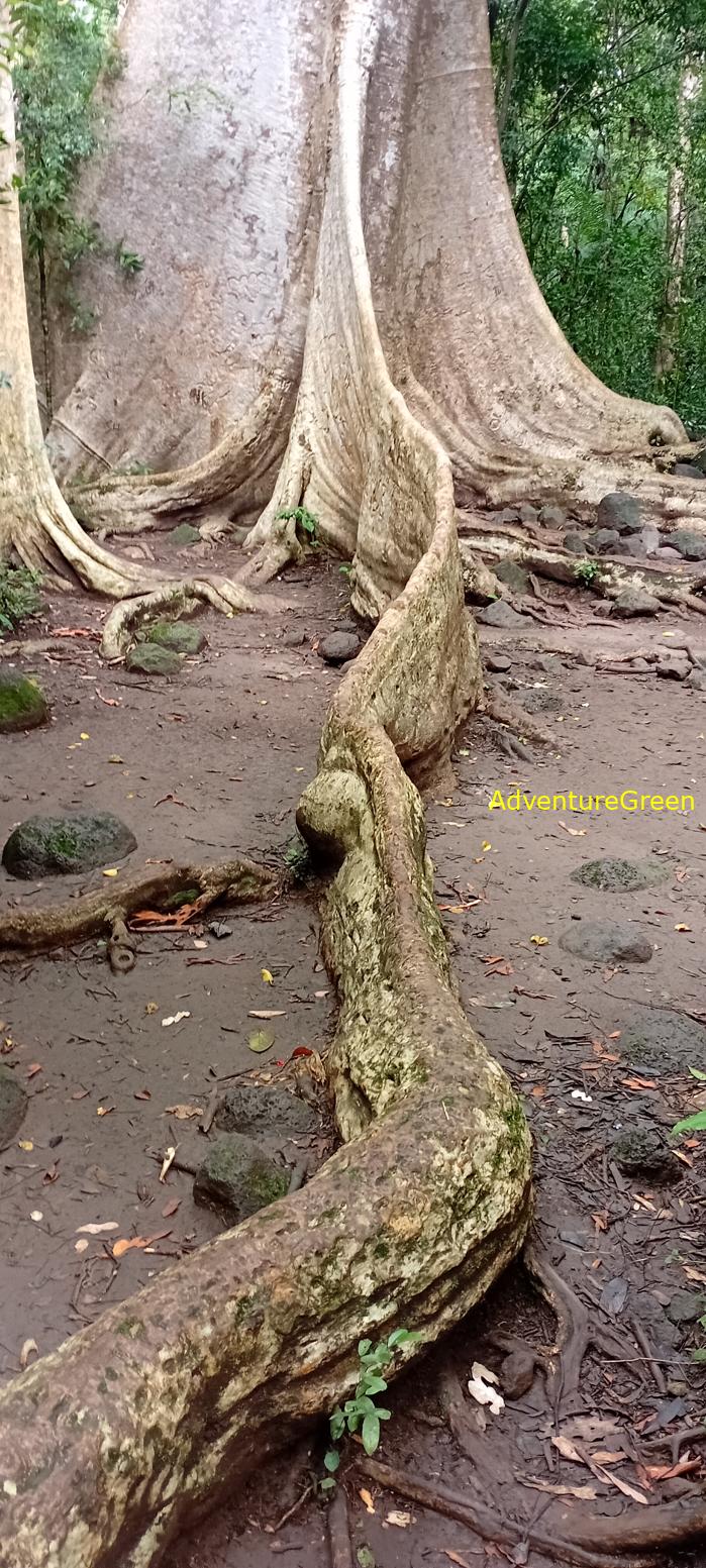 Wildlife Tour at Cat Tien National Park, Vietnam