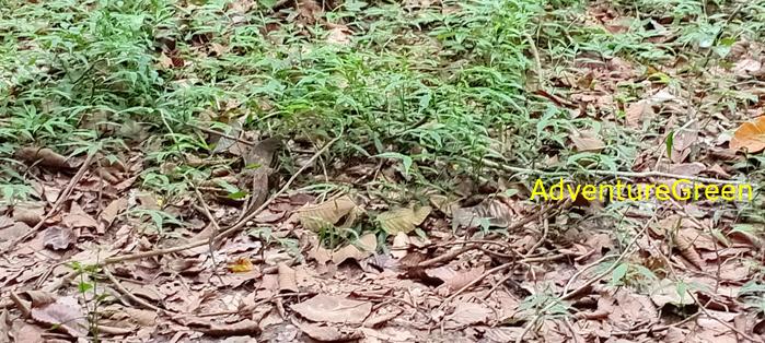 Wildlife Tour at Cat Tien National Park, Vietnam