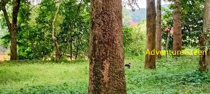 Wildlife Tour at Cat Tien National Park, Vietnam