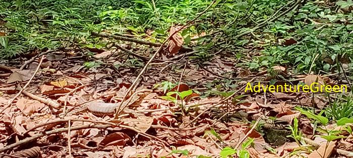 Wildlife Tour at Cat Tien National Park, Vietnam