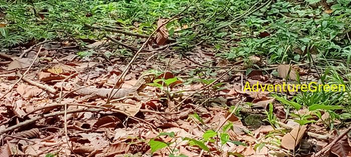 Wildlife Tour at Cat Tien National Park, Vietnam