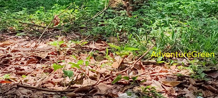 Wildlife Tour at Cat Tien National Park, Vietnam